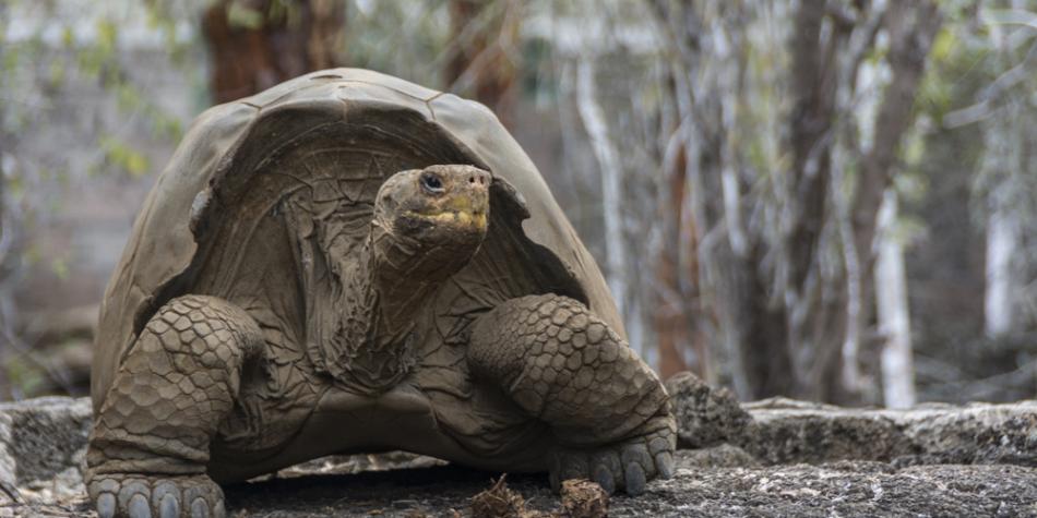 Un siglo después nacen tortugas en isla de Ecuador tras eliminar ratas