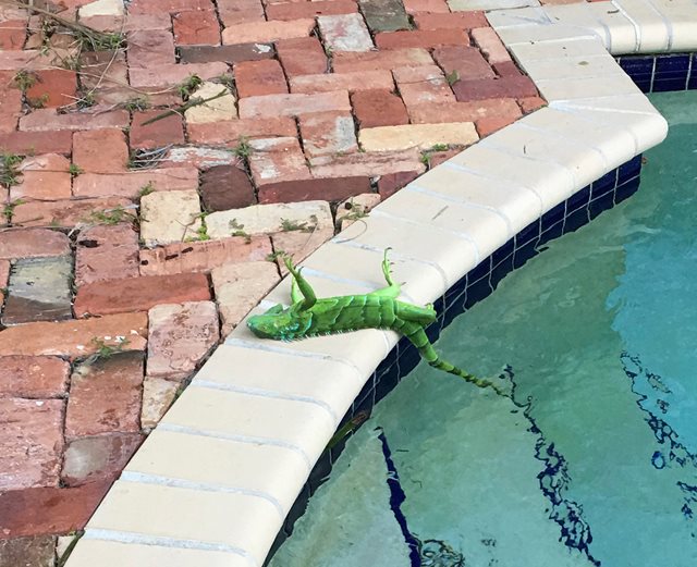 La ola de frío provoca en Florida que las iguanas se congelen y caigan de los árboles