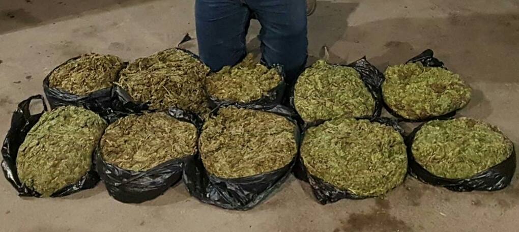 Hombre es capturado con 10 libras de marihuana