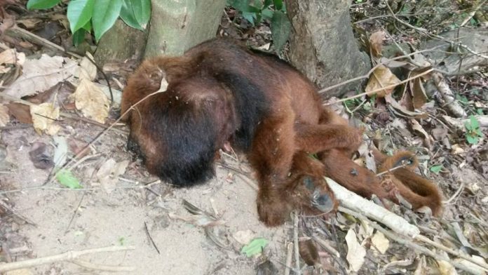 Denuncian matanza de monos por miedo al contagio de fiebre amarilla en Río
