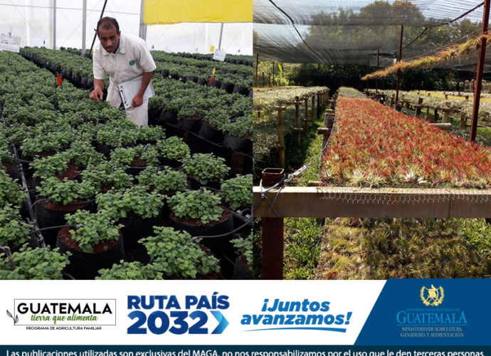 Guatemala podrá exportar plantas y semillas a Europa