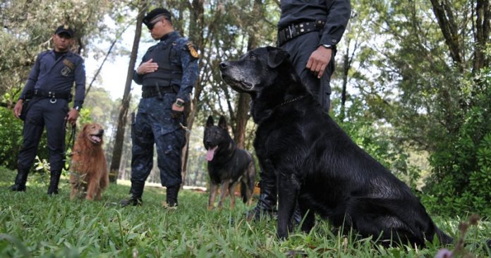 Guatemala fortalecerá lucha contra el narcotráfico con nueve perros donados por EE. UU.