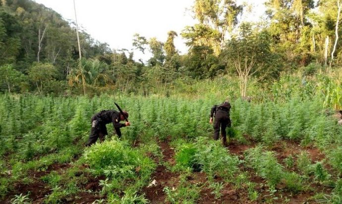 PNC erradica plantaciones de marihuana en Petén con valor estimado en Q67,6 millones