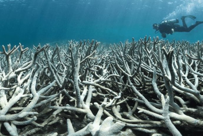 Consideran nefasta la situación de arrecifes de moluscos australianos