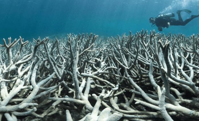 Consideran nefasta la situación de arrecifes de moluscos australianos