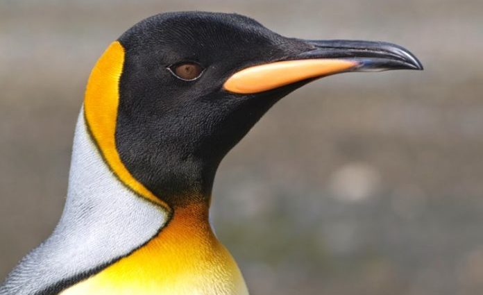 Cambio climático provocará la desaparición parcial del pingüino rey
