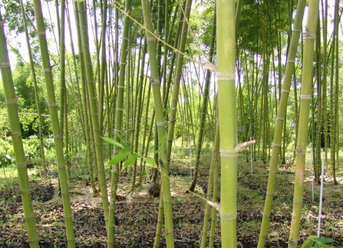 Guatemala y Taiwán promueven industrialización del bambú para 2018
