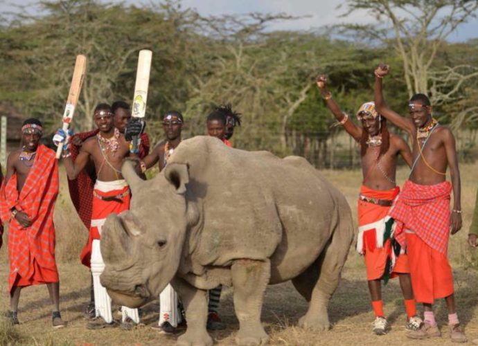 Muere ‘Sudan’, el último macho de rinoceronte blanco que quedaba en el mundo