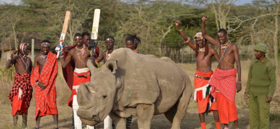 Muere ‘Sudan’, el último macho de rinoceronte blanco que quedaba en el mundo