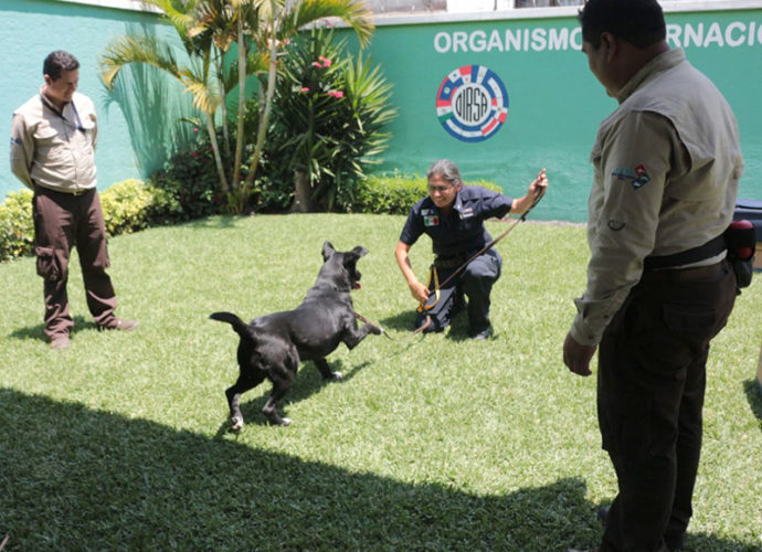 Perros entrenados ayudarán en inspecciones aduaneras