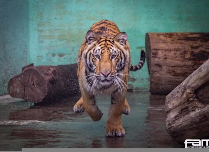 Tigre rescatado en Mazatenango, encuentra nuevo hogar en Zoológico de Chile