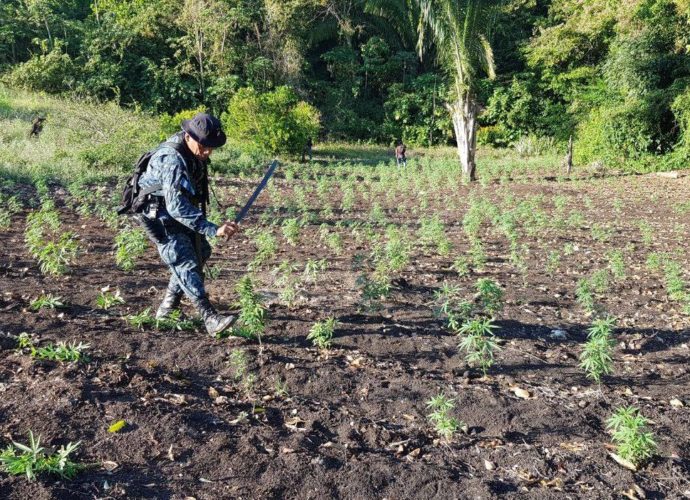 PNC Realiza Millonaria Erradicación de Marihuana en Petén