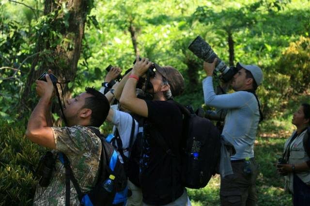 Guatemala le apuesta al segmento turístico de observación de aves