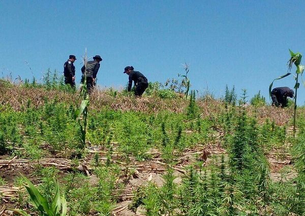 Autoridades erradican más de 329.000 matas de marihuana en el norte de Guatemala