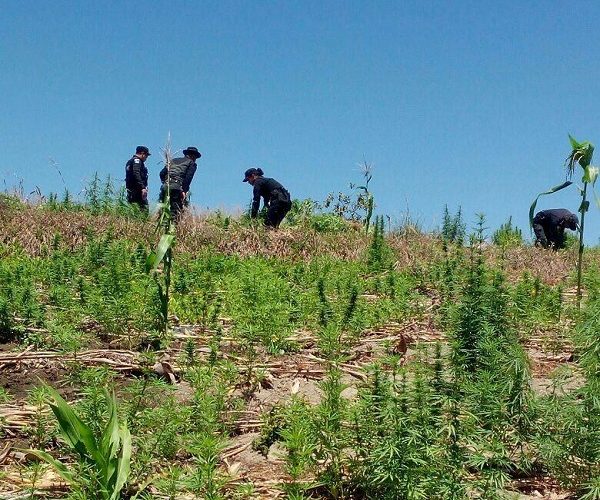 Fuerzas antinarcóticas erradican más de 60.000 plantas de marihuana