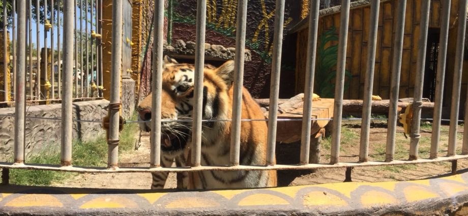 Primer circo cumple con la Ley de Bienestar animal, entregando a tres felinos