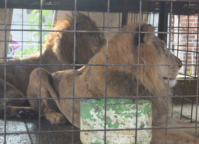 Zoológico La Aurora albergará dos leones machos que fueron entregados por el Circo Hermanos Navarro