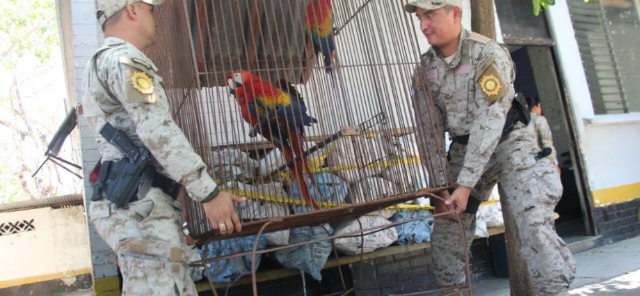 Hombre capturado por PNC, con municiones para fusil, animales exóticos y dólares en Zacapa