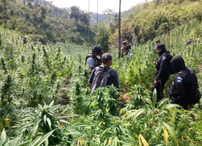 PNC erradica 103 millones 500 mil Quetzales en plantaciones de marihuana