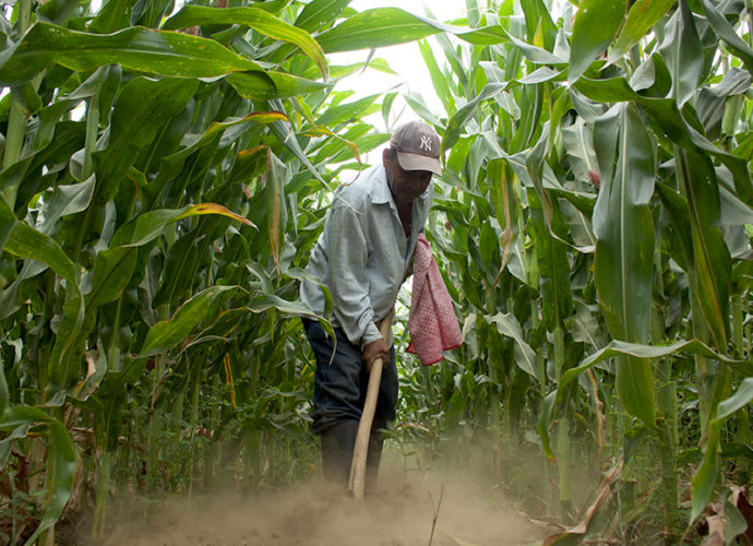 Programa de Agricultura Familiar entrega semillas de maíz a familias de guatemaltecas