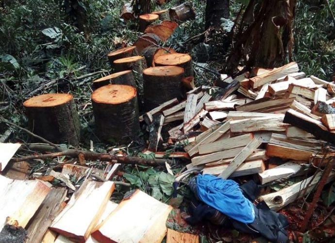 Dos capturados por tala ilegal de árboles en Sacatepéquez