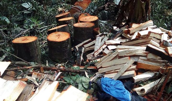 Dos capturados por tala ilegal de árboles en Sacatepéquez