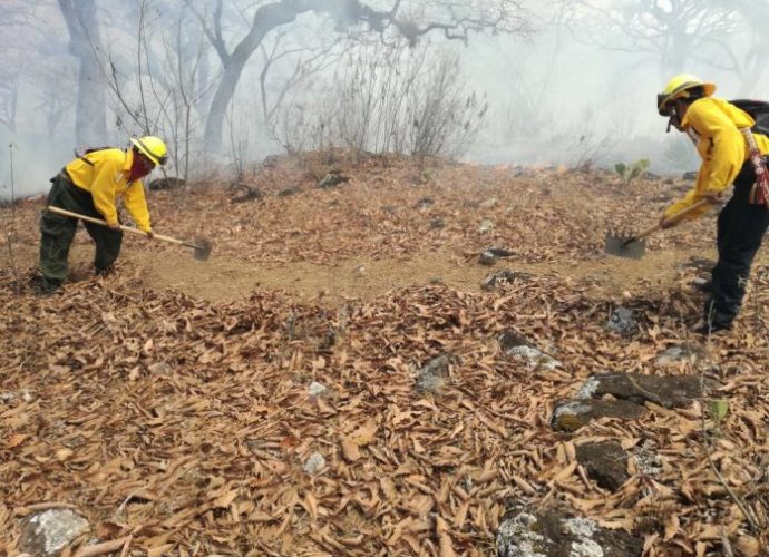 Brigadas de respuesta a incendios forestales han combatido 626 siniestros
