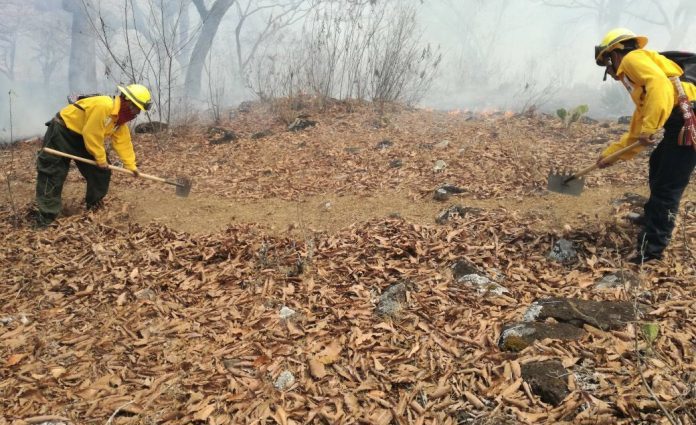 Brigadas de respuesta a incendios forestales han combatido 626 siniestros