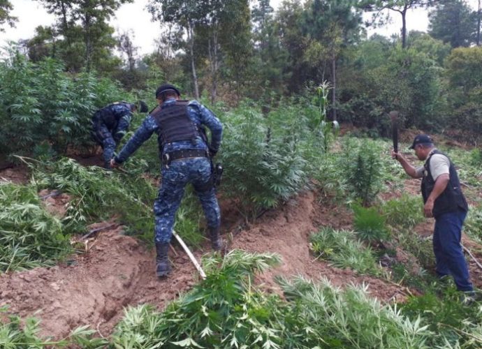 Erradican en Totonicapán más de 102 mil matas de marihuana