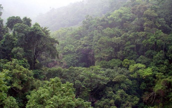 Guatemala traza ruta para reducir deforestación y degradación de bosques