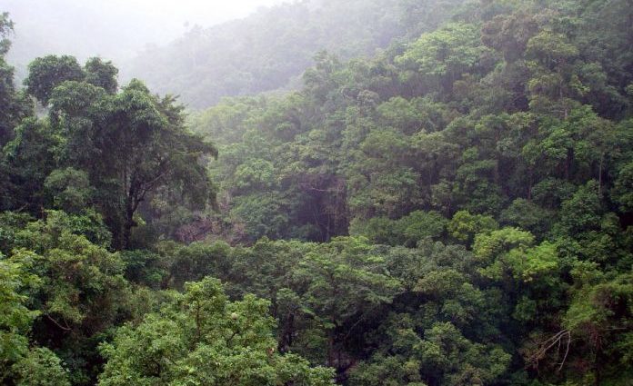 Guatemala traza ruta para reducir deforestación y degradación de bosques