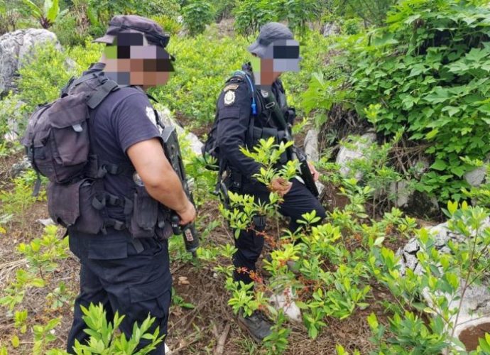 Localizan por primera vez en Guatemala, plantación de coca y laboratorio para procesarla