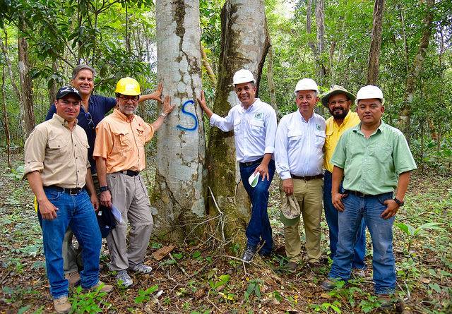 Guatemala, ejemplo avanzado de la gestión de concesiones forestales en Latinoamérica