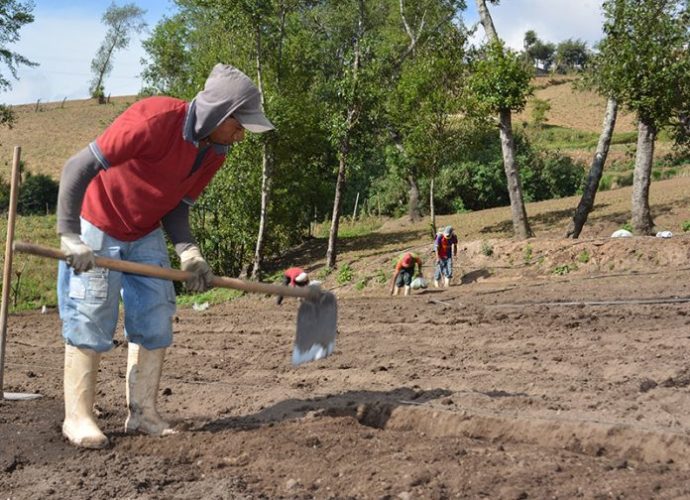 Gobierno capacita a 141.664 familias guatemaltecas para prevenir pérdidas de cultivos por lluvias