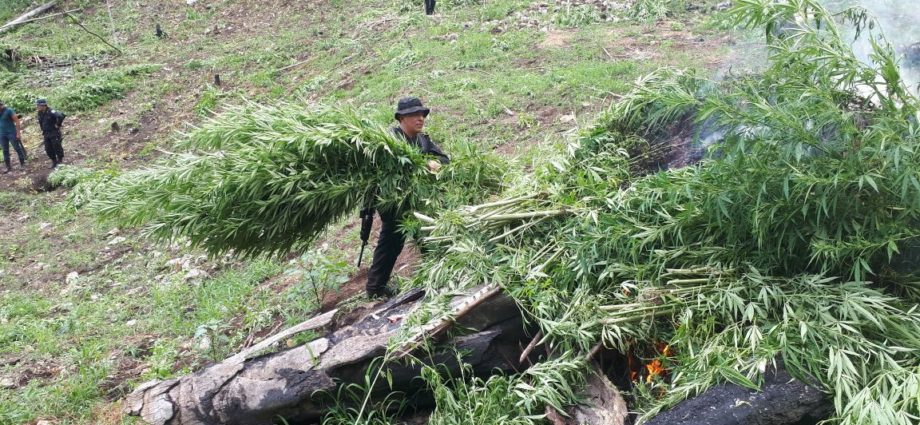 Autoridades erradican marihuana valorada en más de Q28 millones en Petén