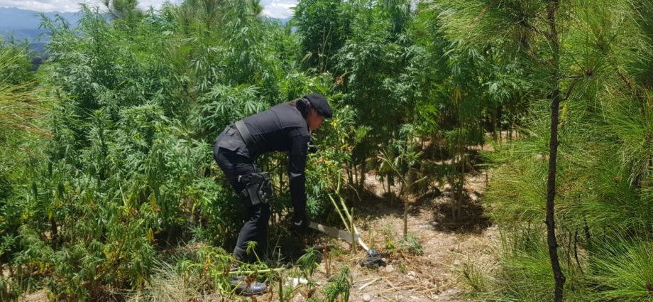 Autoridades erradican marihuana con un valor de Q20.6 millones en Totonicapán