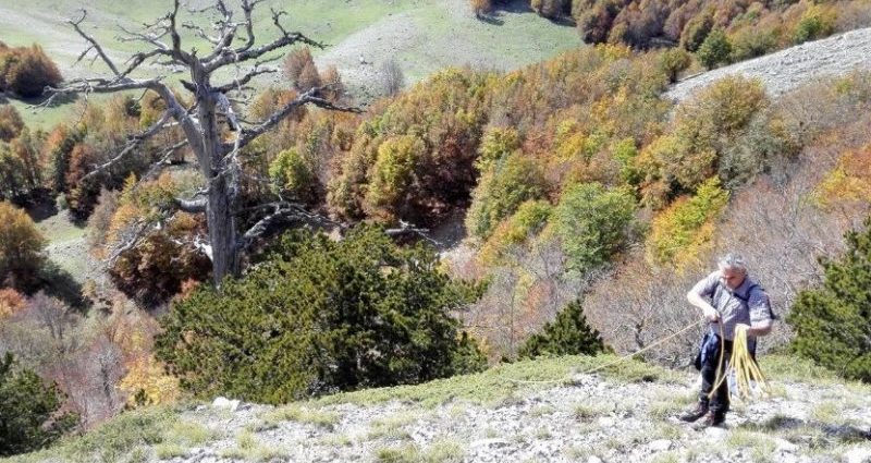 ¿Sabías que el árbol más viejo de Europa se encuentra en Italia y todavía sigue creciendo?