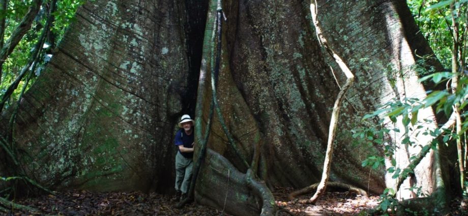 ¿Sabias que en el sitio arqueológico  El  Ceibal hay ceibas tan grandes que su tronco alcanza 3 metros y medio de ancho?