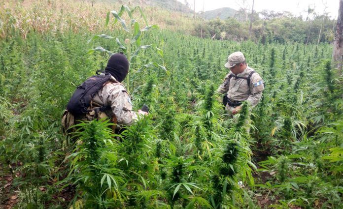 Marihuana valorada en Q.58.7 millones fue erradicada en Totonicapán por la PNC