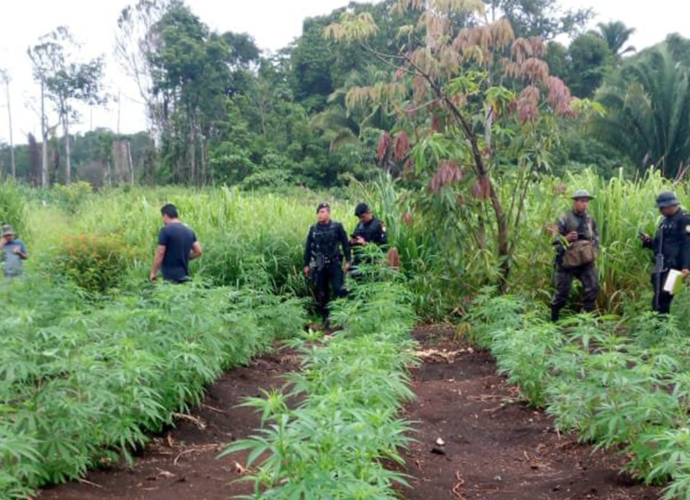 Más de 29 millones de matas de marihuana fueron erradicadas por PNC