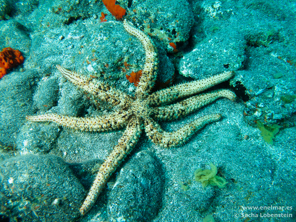10 Datos Curiosos sobre animales marinos que no sabías