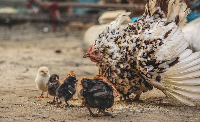 Guatemala será declarada libre de gripe aviar en 2019