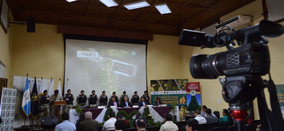 Autoridades presentan Campaña para el Control y Conservación del Pinabete Temporada Navideña 2018