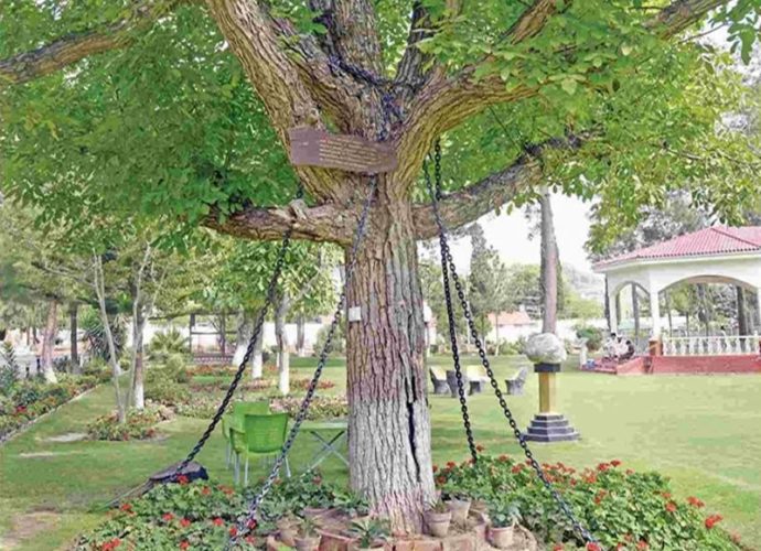 Un árbol banyan lleva más de un siglo arrestado en Pakistán, ¿sabes por qué?