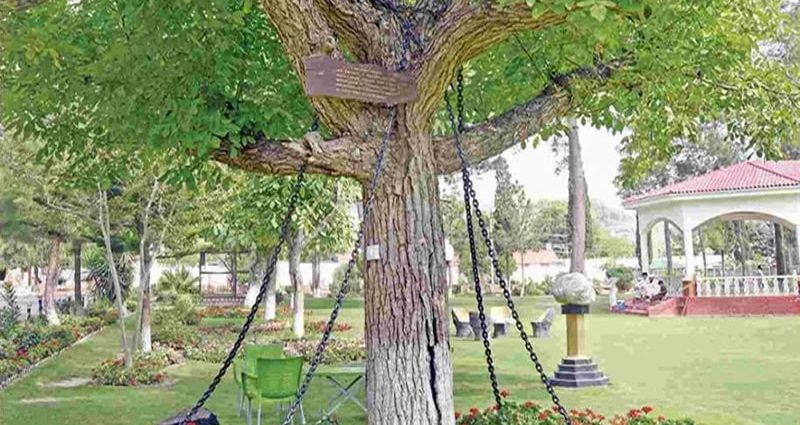 Un árbol banyan lleva más de un siglo arrestado en Pakistán, ¿sabes por qué?