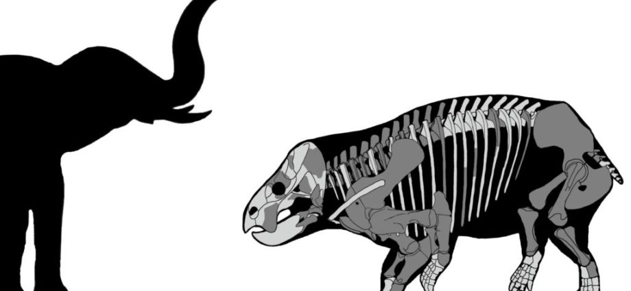 Hallan restos de gigantesco mamífero hervíboro