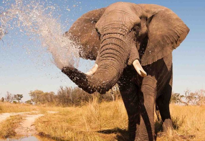 25 Curiosidades que no sabías sobre los elefantes