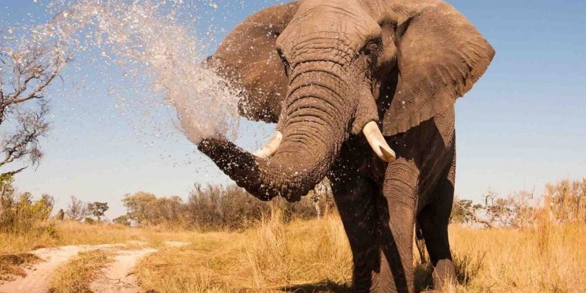 25 Curiosidades que no sabías sobre los elefantes