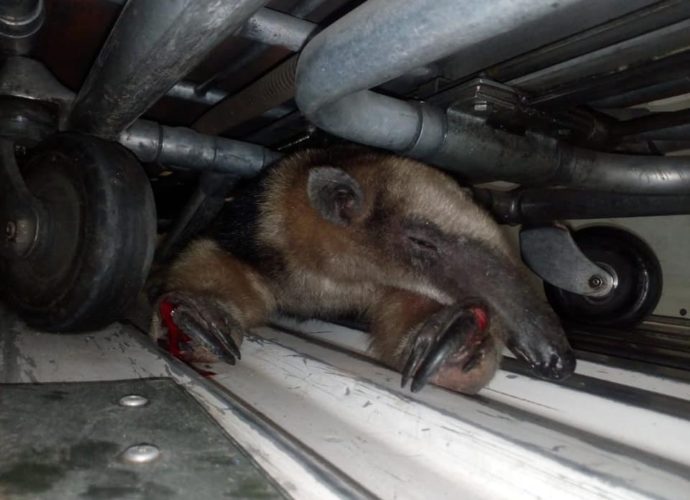 Bomberos Municipales Departamentales rescatan Oso Hormiguero en Prados de Villa Hermosa