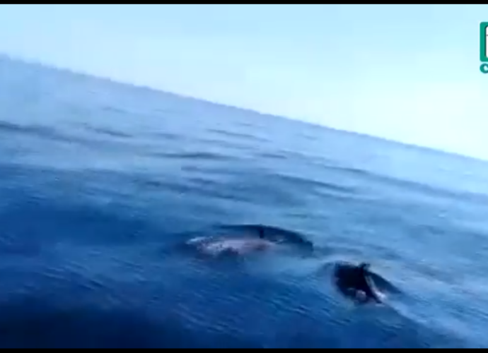 Avistamiento de Delfines cerca de playas de Santa Rosa